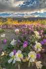 USA, California, Anza Borrego Desert State Park. Blooming desert flowers. Art Print